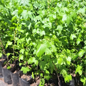 Liquidambar