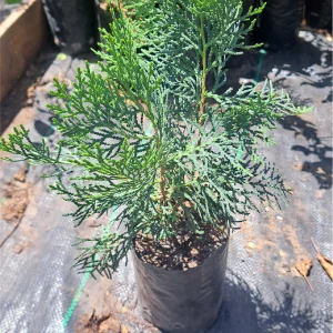Thuja