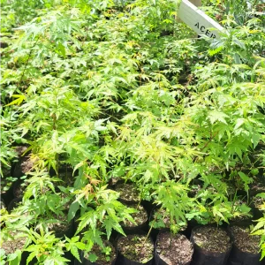 Acer Japónico