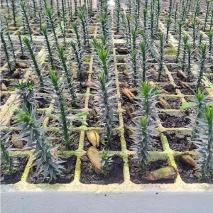 Araucaria