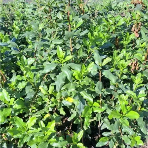 Corontillo