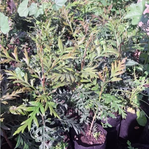 Grevillea
