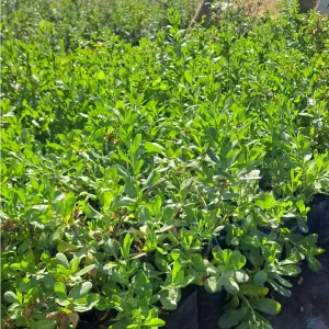 Huañil