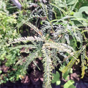 Parkinsonia